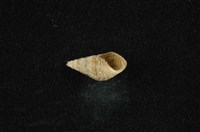 流紋蜷藏品圖，第4張